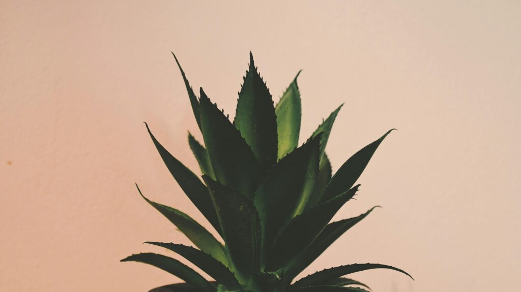 Aloé Vera, l'une des 6 plantes tropicales et leurs vertus