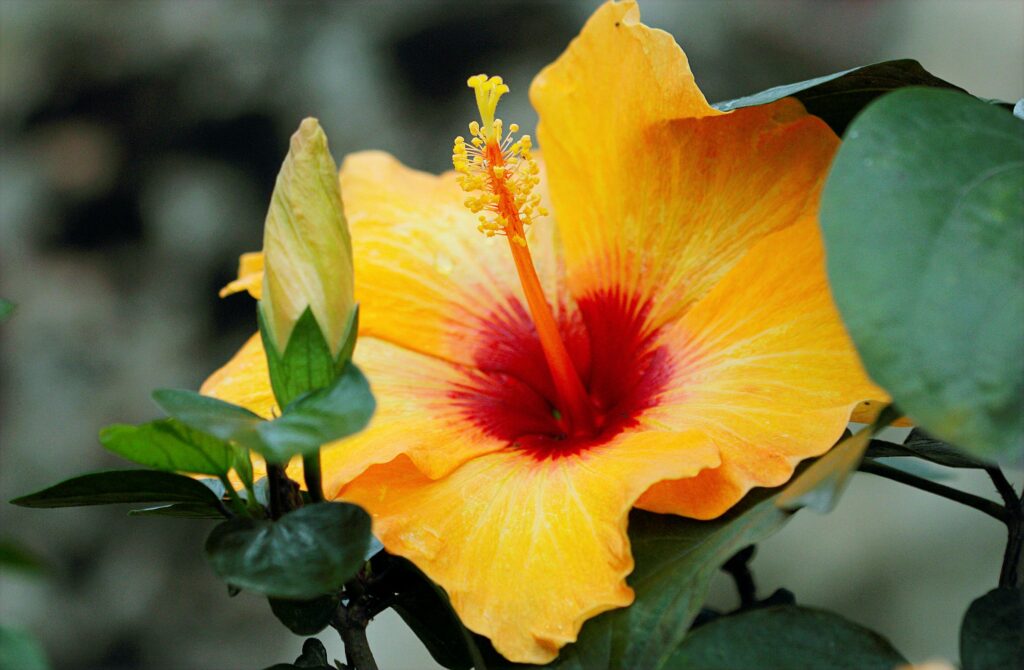 Hibiscus, l'une des 6 plantes tropicales et leurs vertus