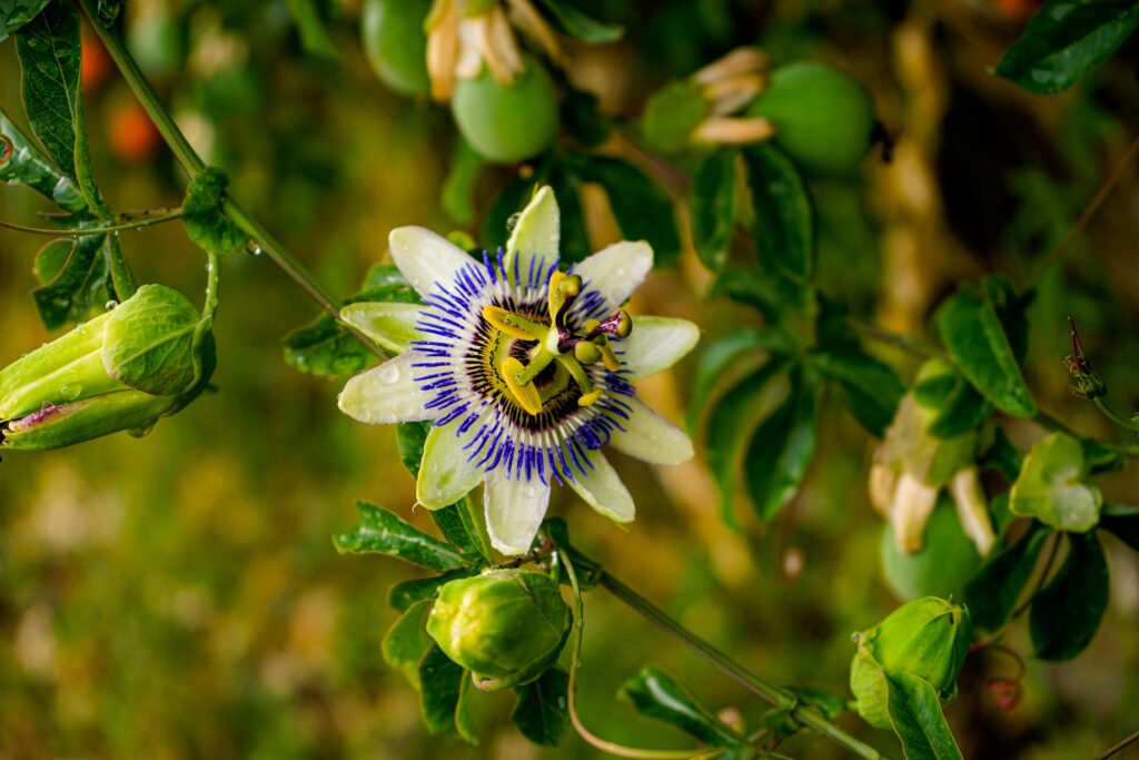 Passiflore, une plante tropicale qui améliore le sommeil