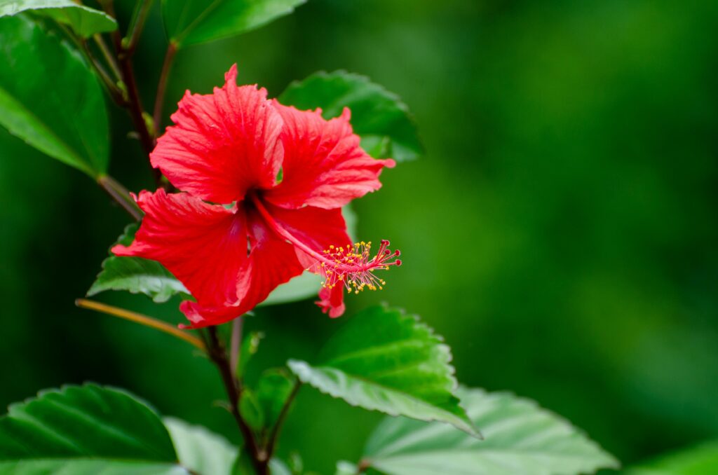 6 plantes tropicales et leurs vertus