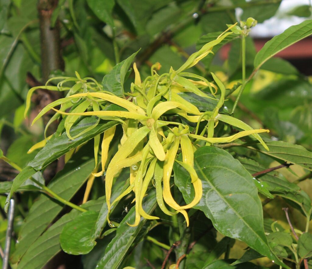 Ylang-Ylang une plante tropicale qui donne de l'énergie