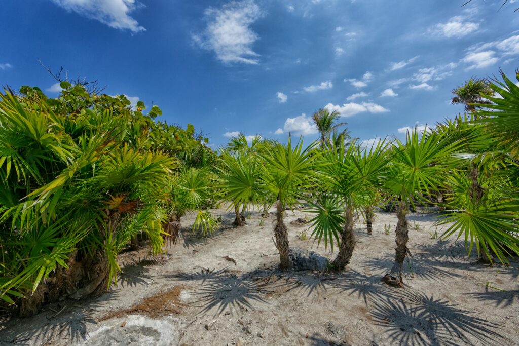 Yucca avec des vertus purifiants