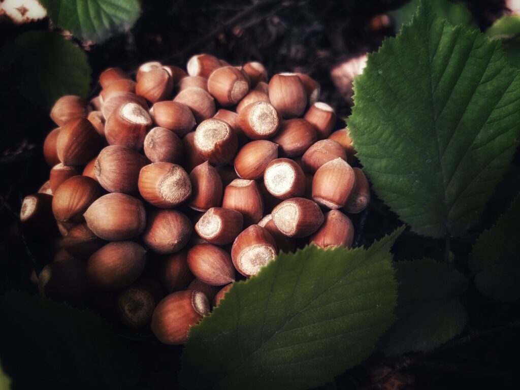 Lait de noisette avec des noisettes sur des feuilles